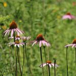 Bees visiting a colourful wildflower meadow