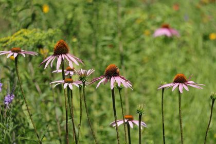 Bees visiting a colourful wildflower meadow