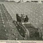 A farmer in a green crop field