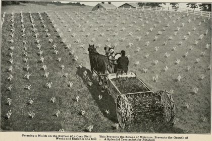 A farmer in a green crop field