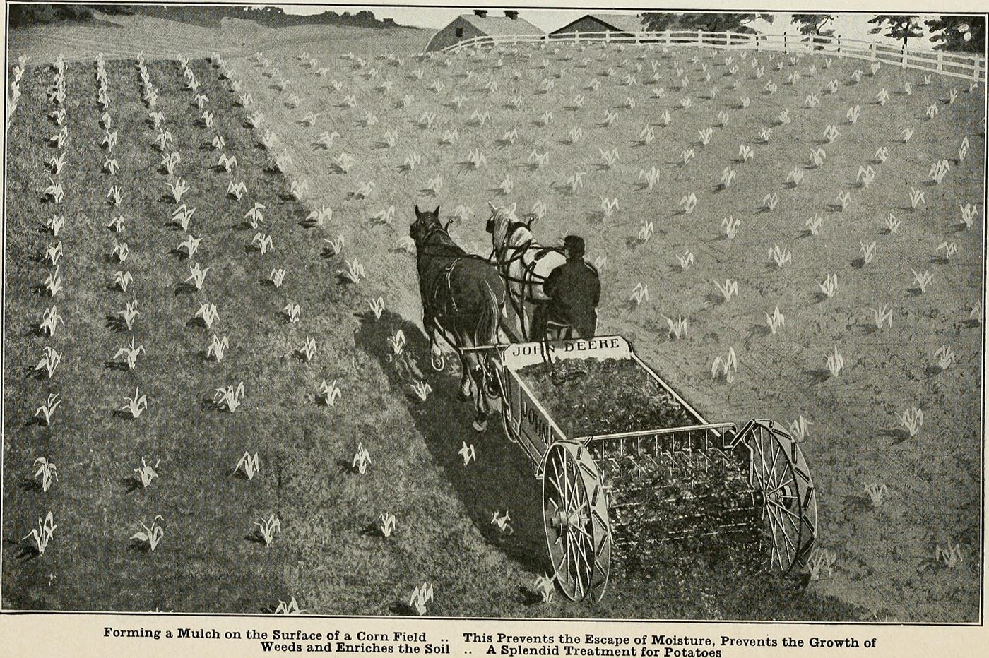 A farmer in a green crop field